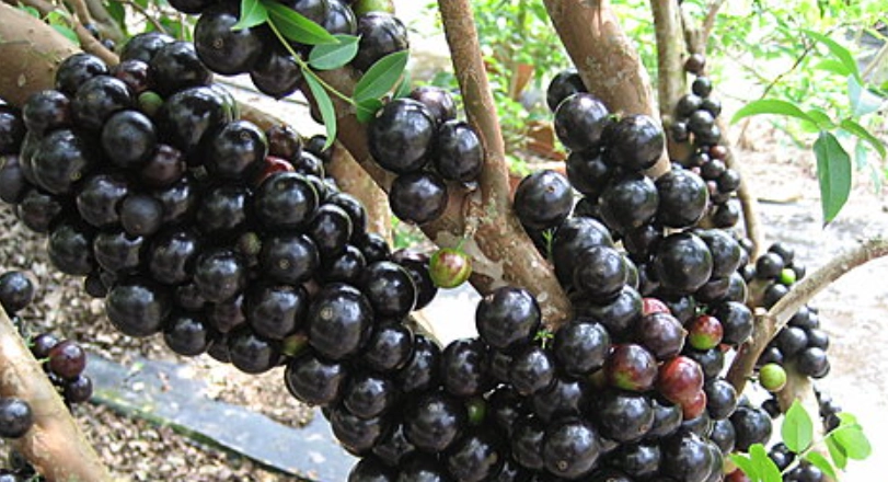 嘉寶果食用方法
