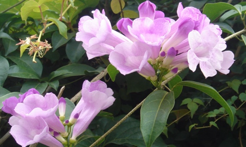 蒜香藤 有毒 蒜香藤 有毒