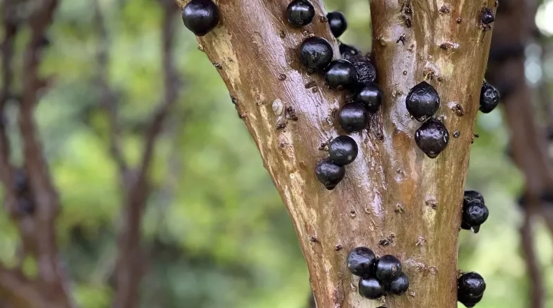 台灣嘉寶果農場