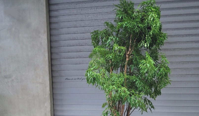 福祿桐葉子下垂