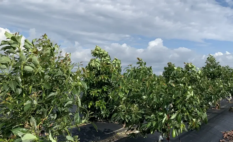 酪梨樹種植 酪梨樹種植