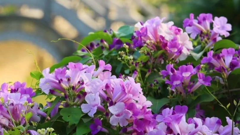 蒜香藤 毒性 蒜香藤 毒性