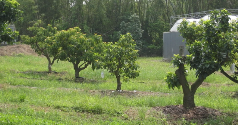 台灣酪梨園 台灣酪梨園