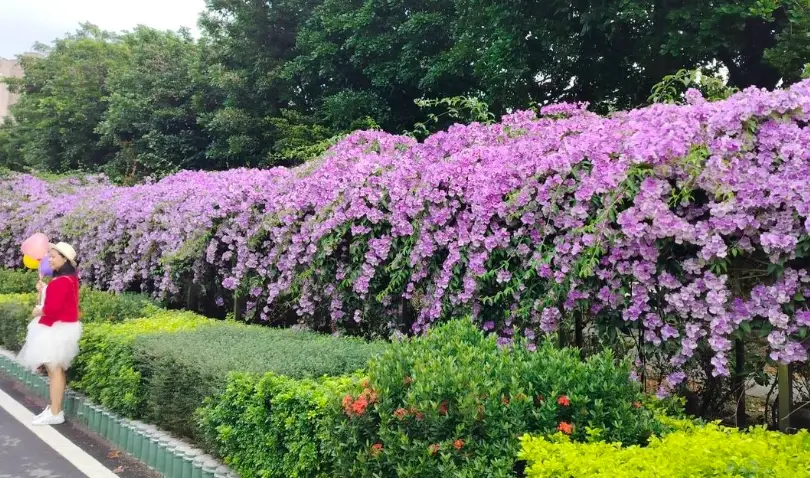 蒜香藤攀爬景點