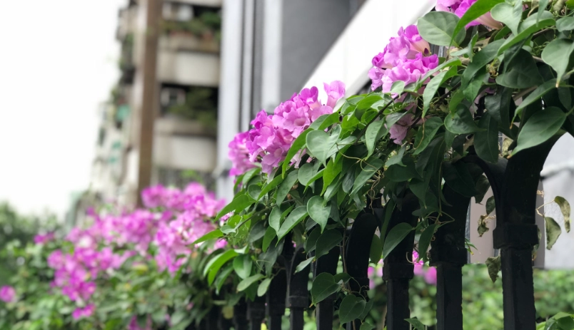 蒜香藤攀爬景點