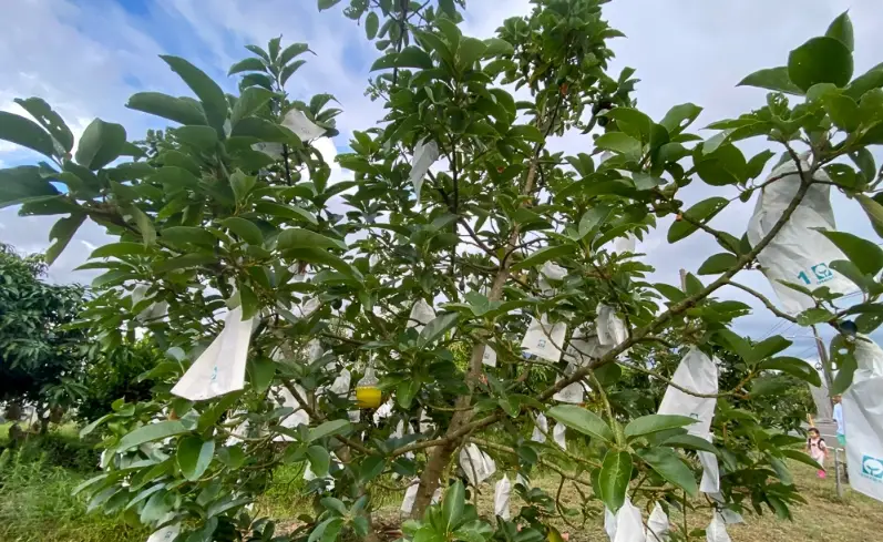 酪梨樹種植 酪梨樹種植