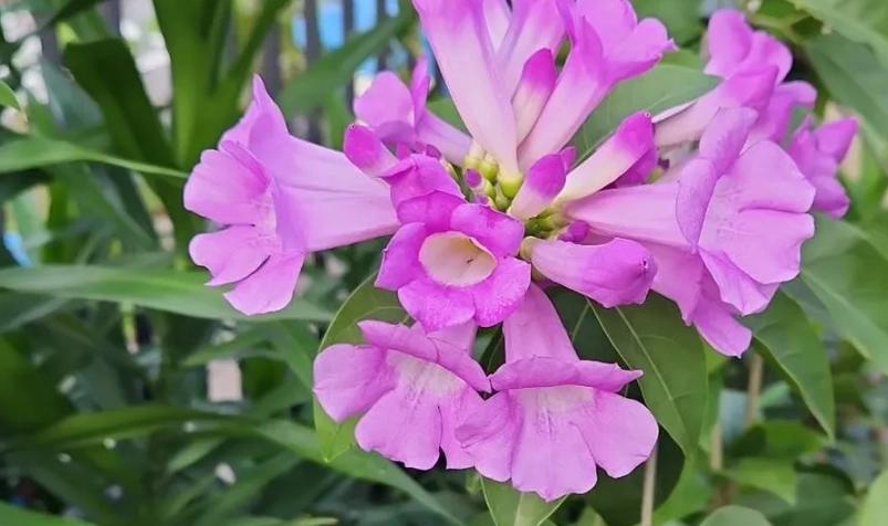 蒜香藤 有毒 蒜香藤 有毒