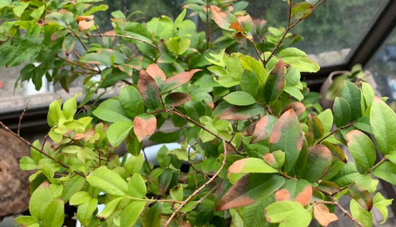 嘉寶果種植方法