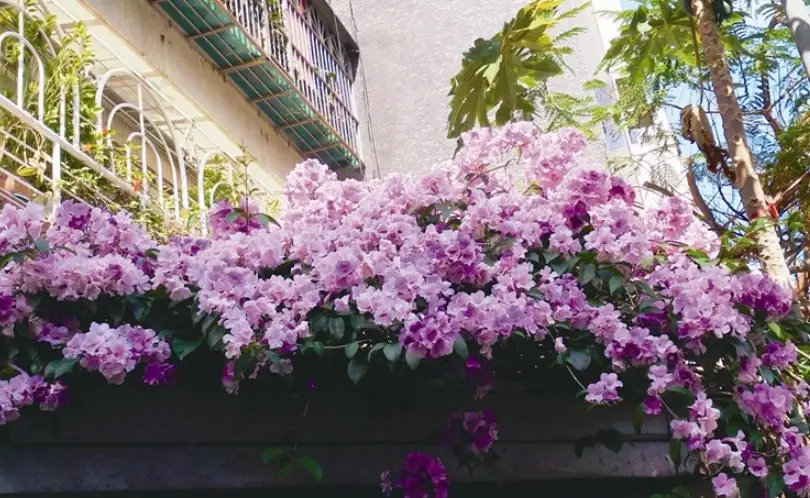 蒜香藤 可以吃嗎