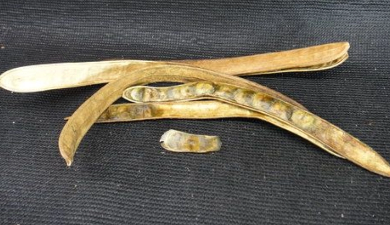 蒜香藤栽培技巧