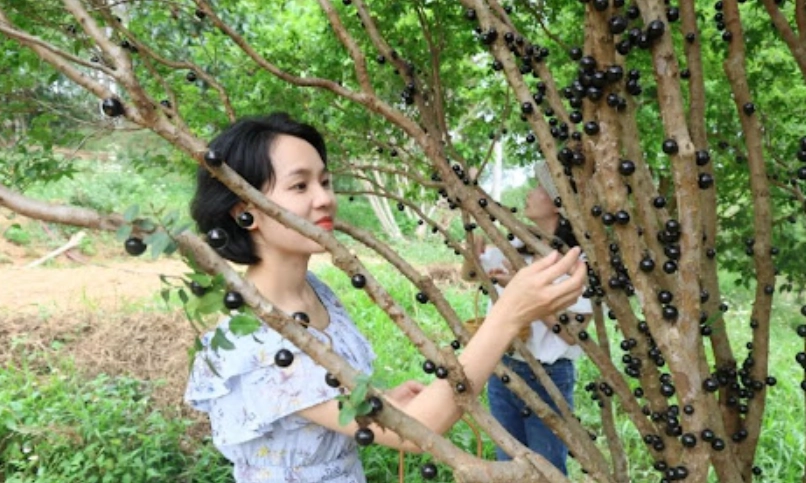 台灣嘉寶果農場