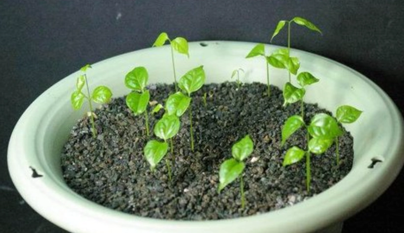 蒜香藤栽培技巧