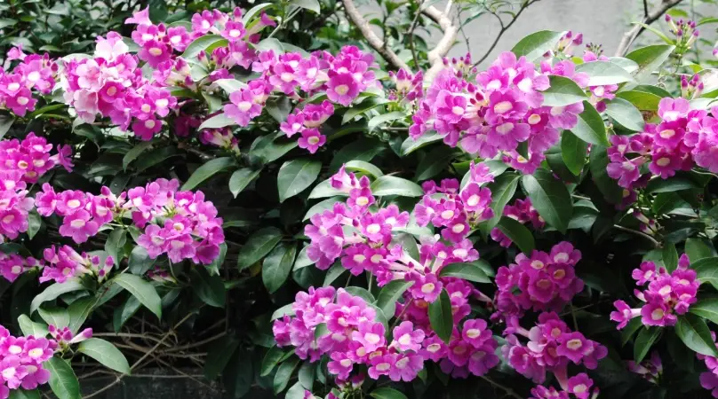 蒜香藤可以吃嗎