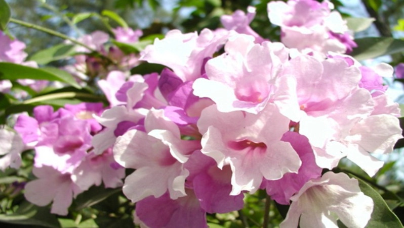 蒜香藤 寵物 安全 蒜香藤 寵物 安全