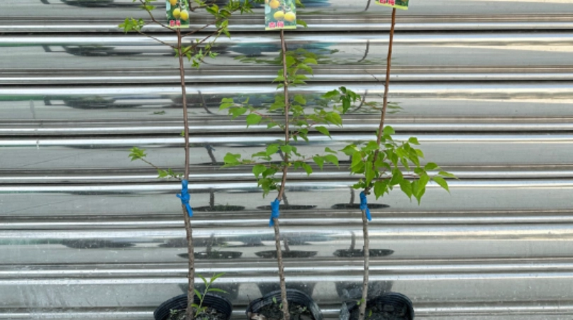 梅子樹苗 購買指南