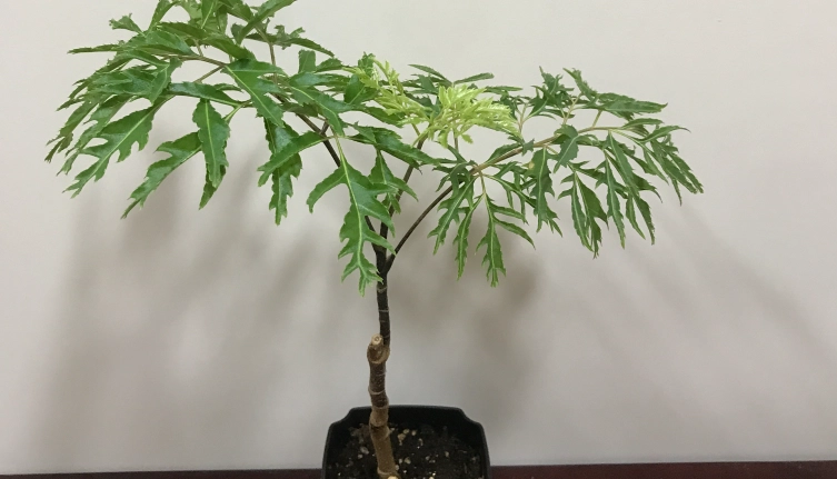 福祿桐怎麼修剪