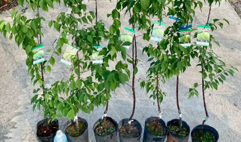 梅子樹苗 養護技巧