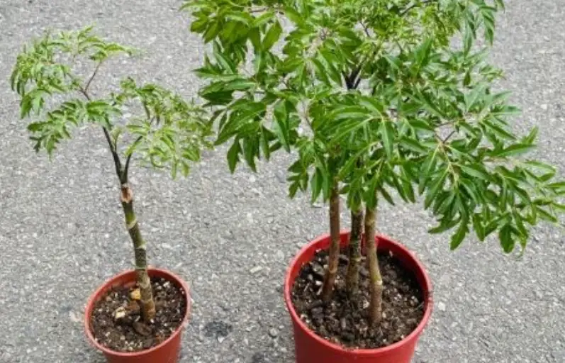 羽葉福祿桐照顧