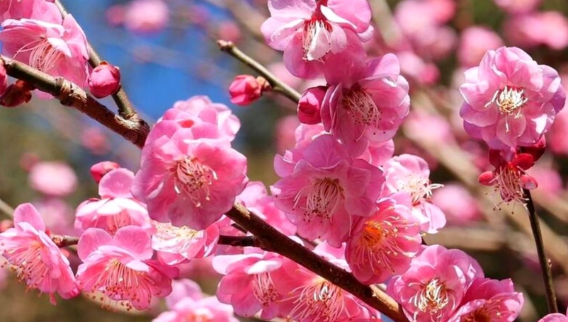 賞梅地點推薦