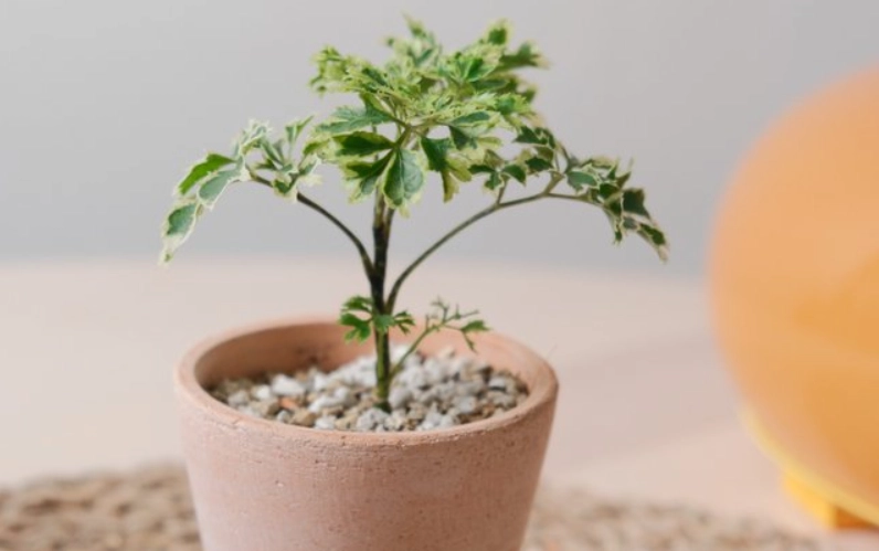 福祿桐種植方法