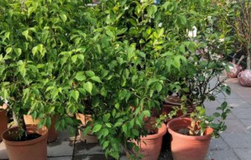 梅子樹苗 養護技巧