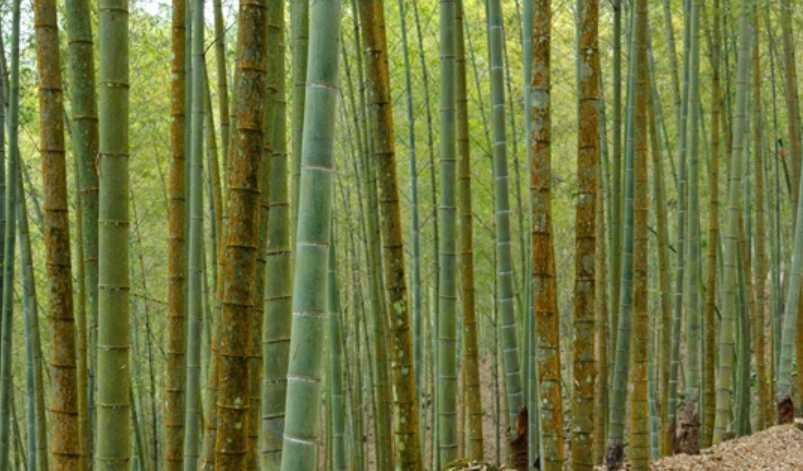 孟宗竹用途