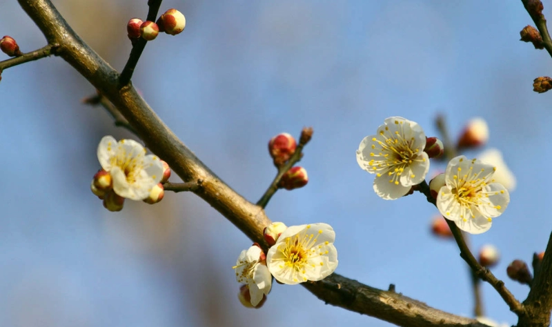 梅花開花時間