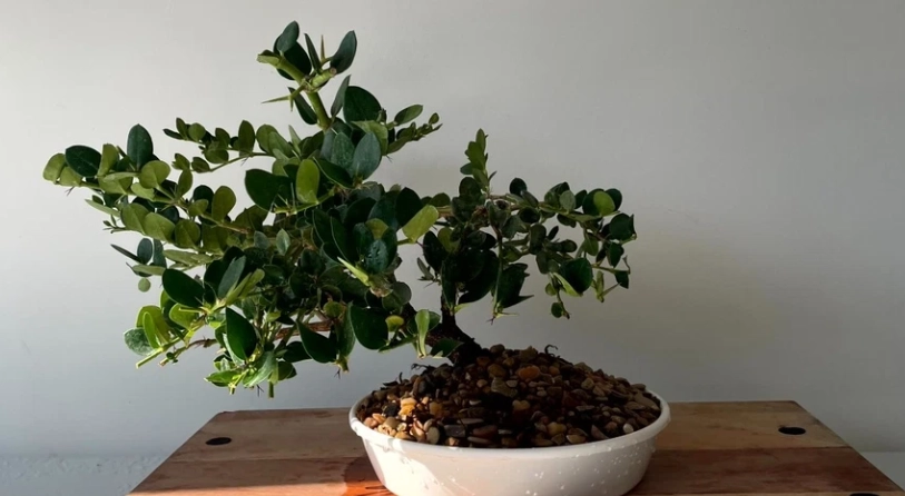 梅子樹苗 種植方法