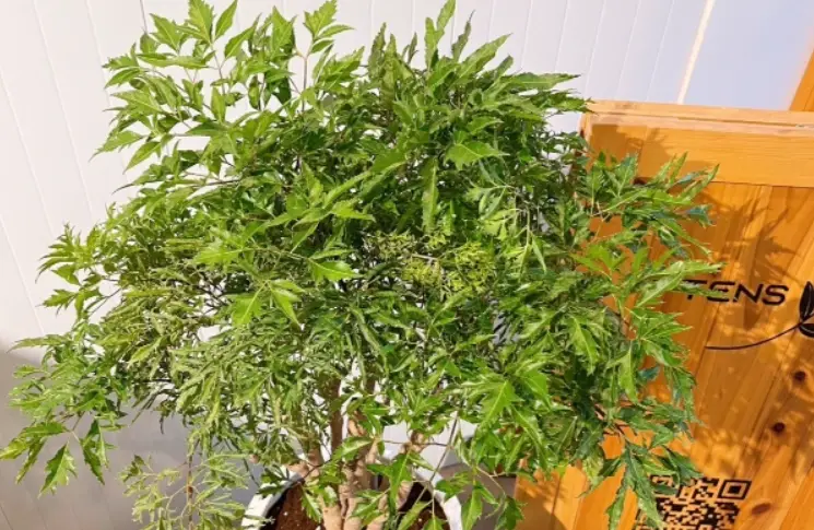 室內植物照顧