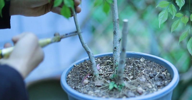 福祿桐造型修剪