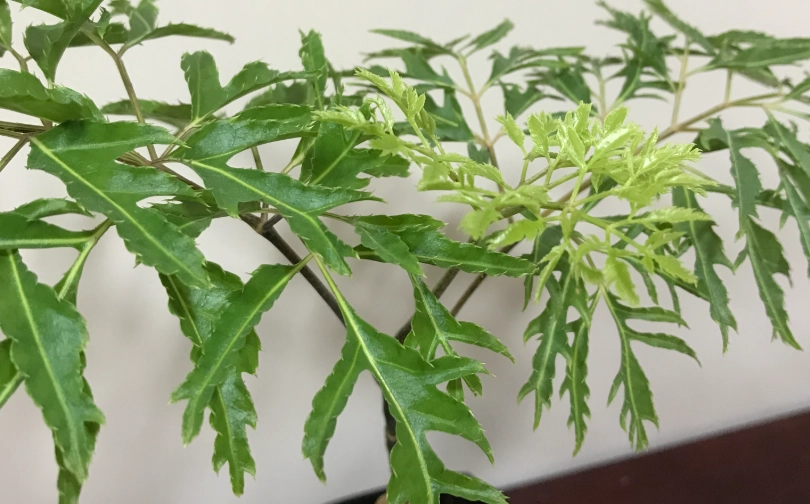 福祿桐造型修剪