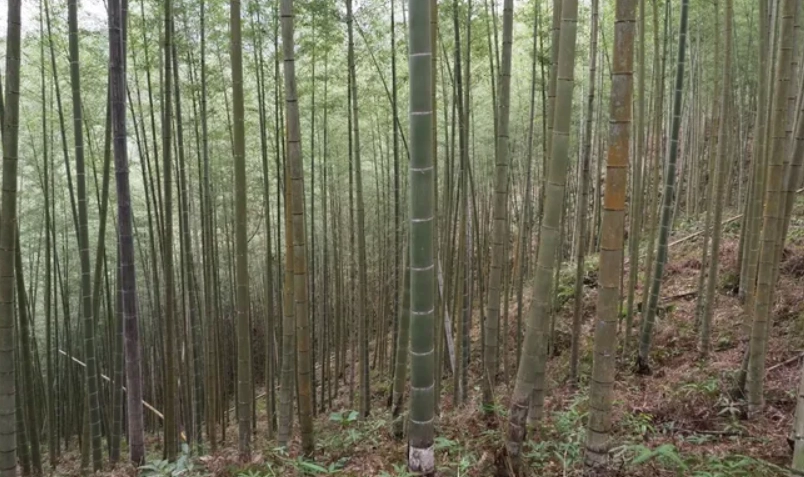 孟宗竹辨識