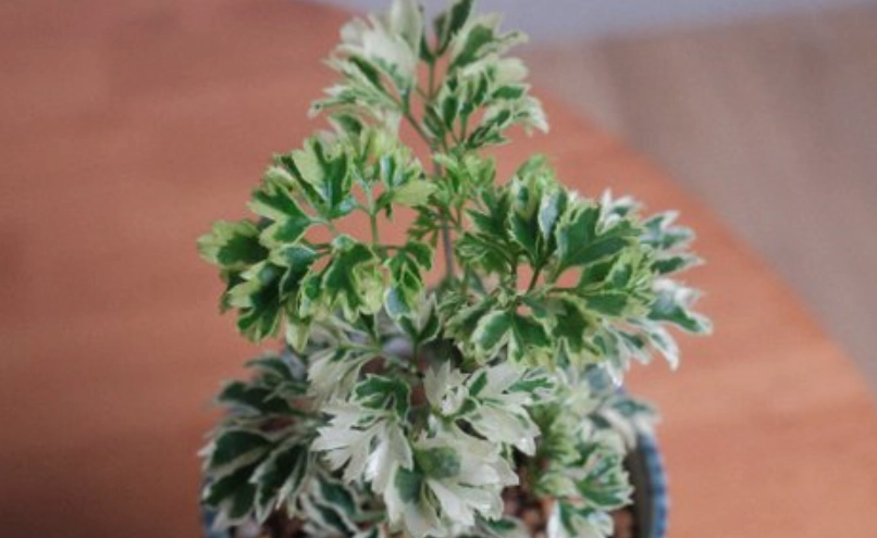 福祿桐種植方法