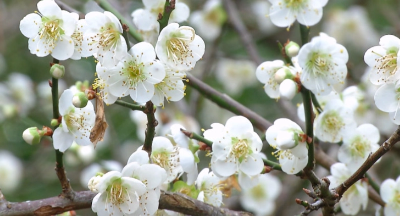 台灣梅花品種