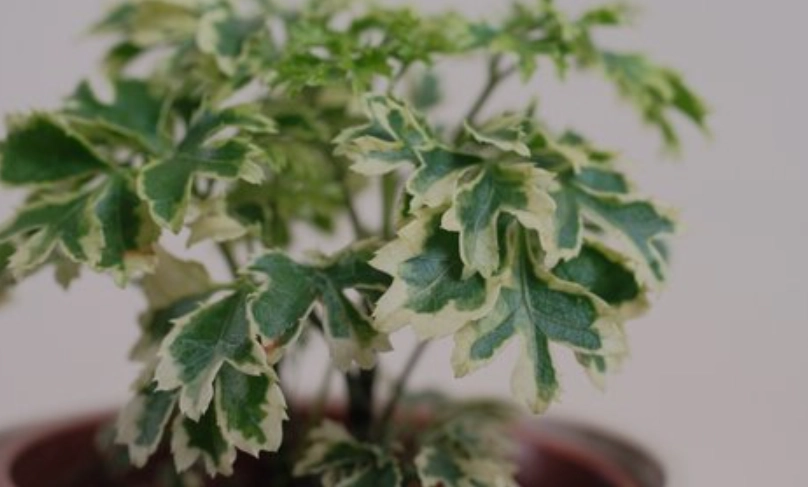 福祿桐種植方法