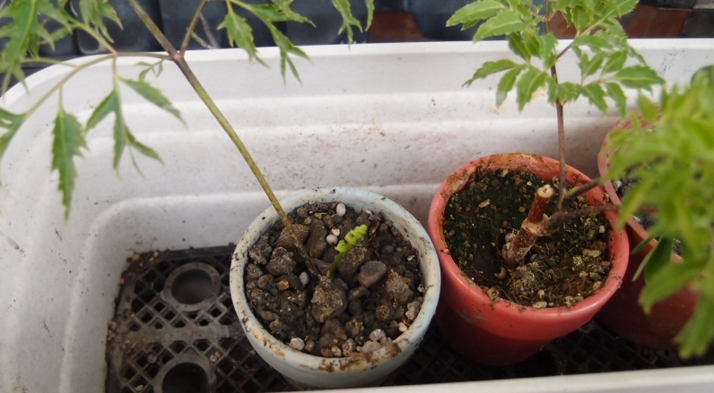 福祿桐怎麼修剪