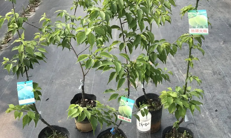 梅子樹苗 購買指南