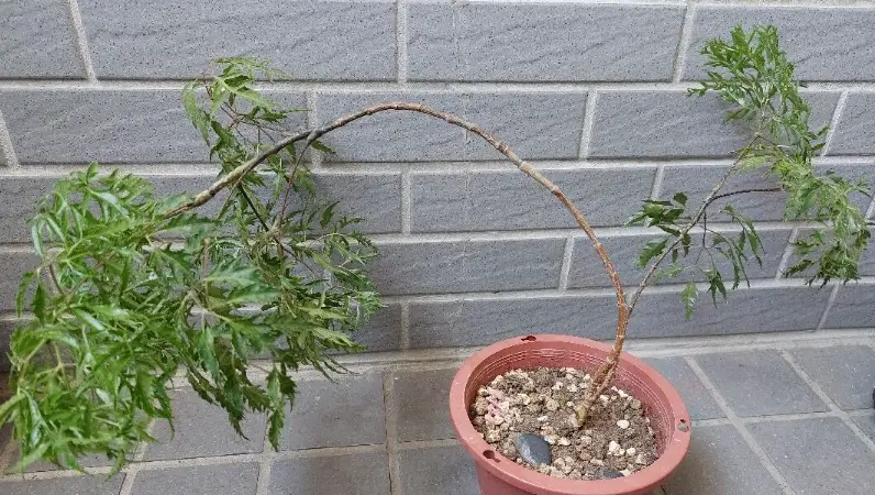 福祿桐修剪技巧