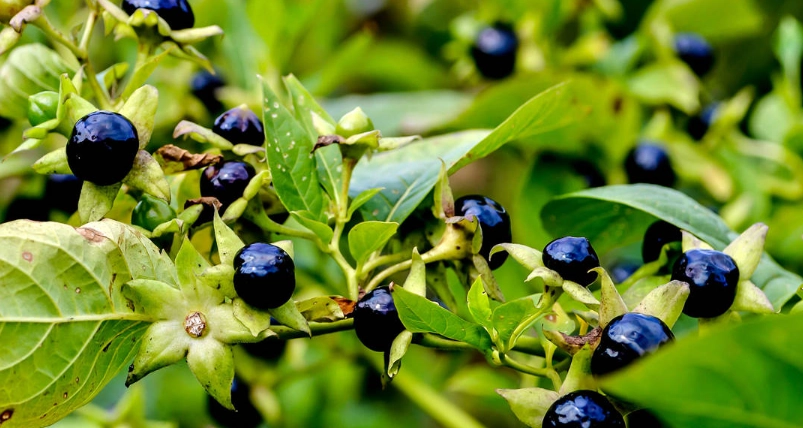 顛茄功效 顛茄功效
