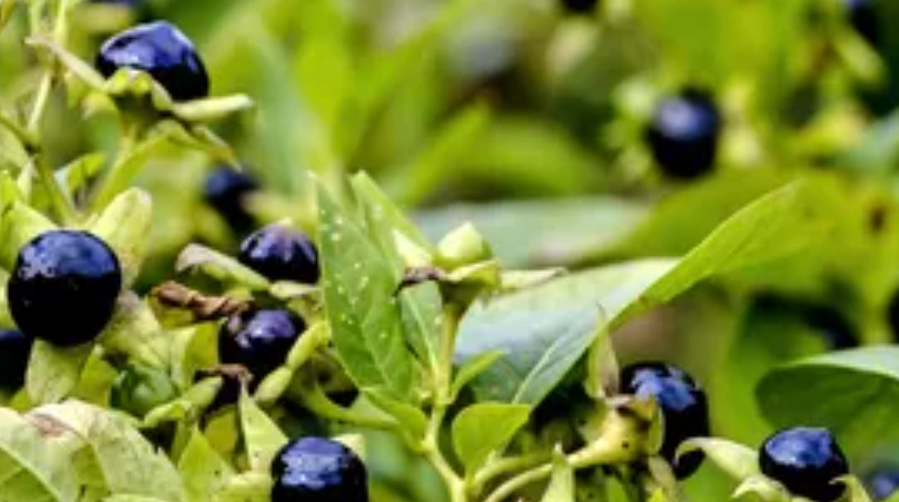 顛茄副作用 顛茄副作用