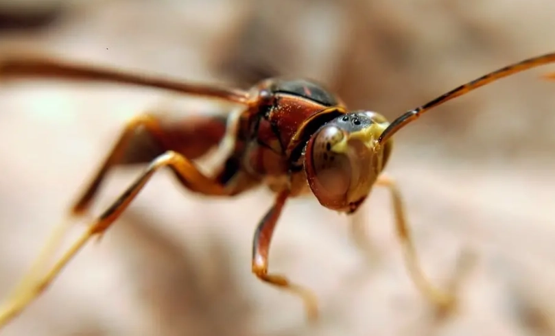 馬蜂叮處理 馬蜂叮處理