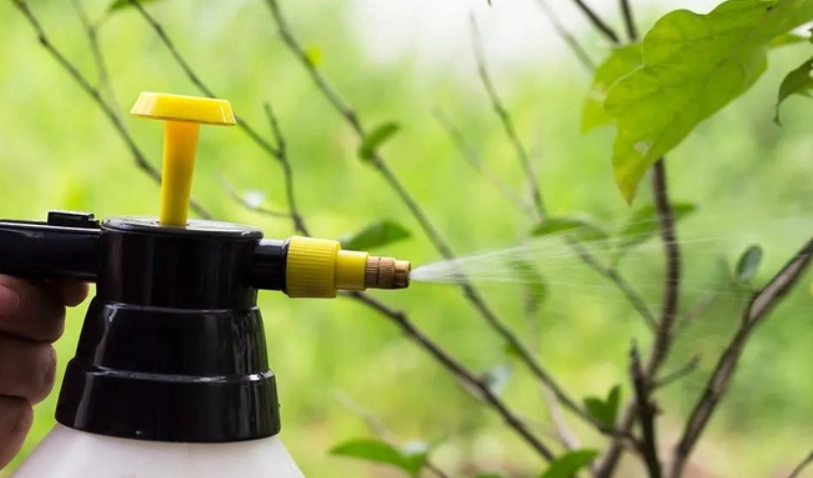 蚜蟲小蘇打配方 蚜蟲小蘇打配方