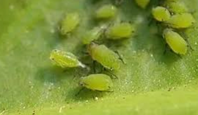 蚜蟲小蘇打配方 蚜蟲小蘇打配方