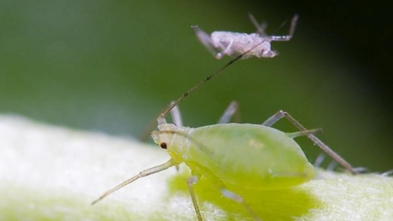 自然除蚜蟲 自然除蚜蟲