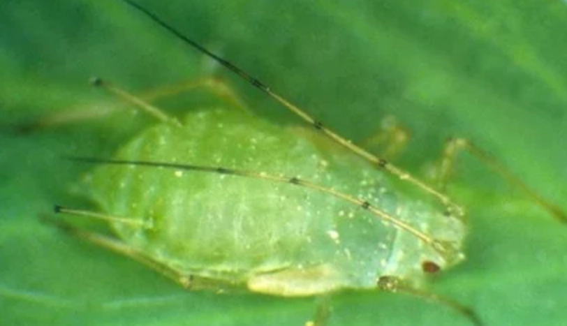 蚜蟲成蟲特徵 蚜蟲成蟲特徵