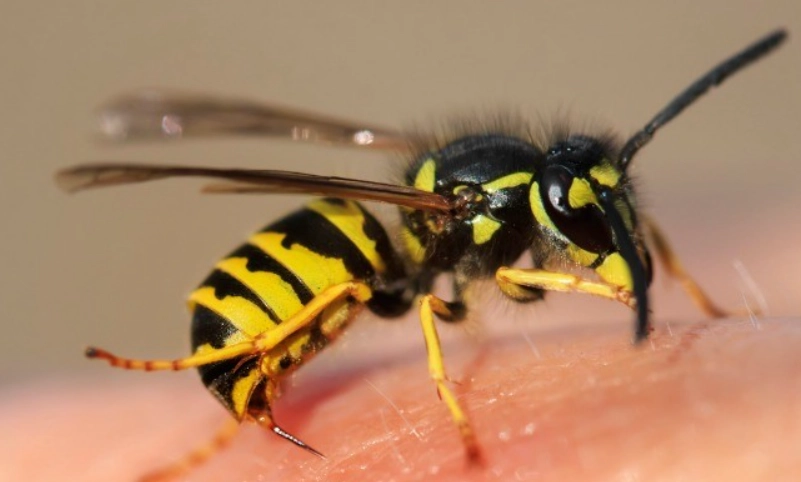 戶外防蜂 戶外防蜂