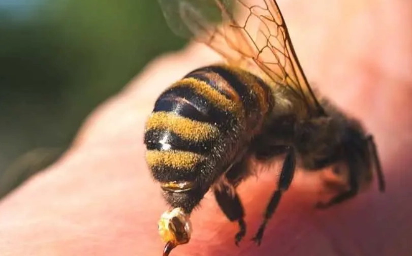 馬蜂叮處理 馬蜂叮處理