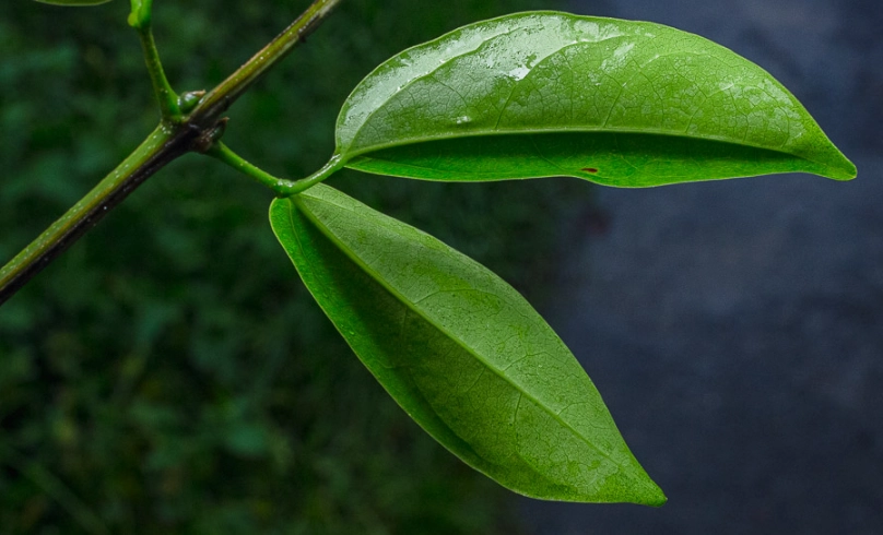 蒜香藤葉子變黃