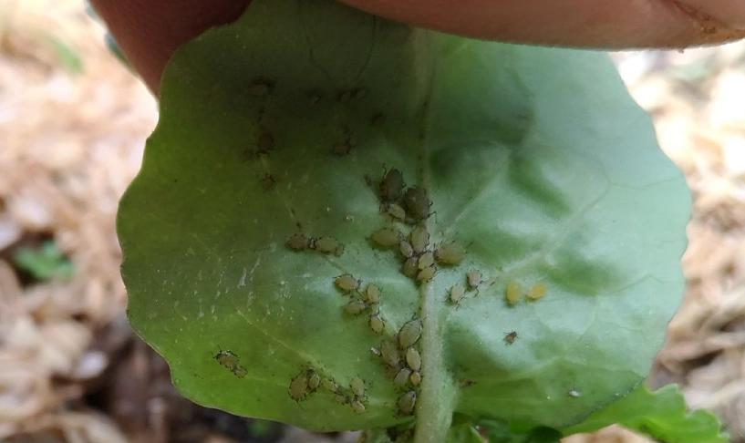 洗碗精殺蚜蟲 洗碗精殺蚜蟲