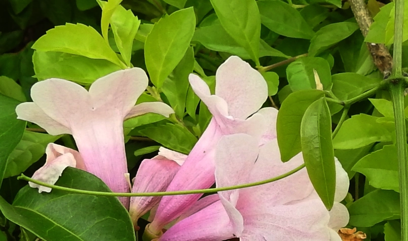 植物葉子變黃處理